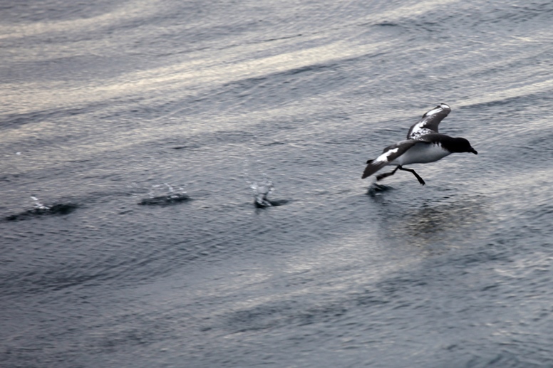 cape petrel